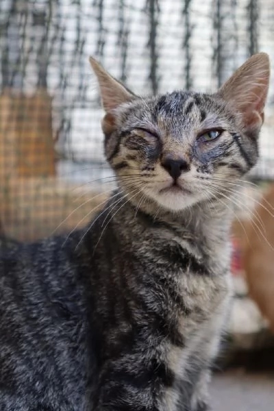 Gatto TIGROTTO 8 mesi circa dolcissimo a Biella | Foto 1