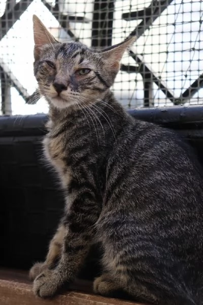 Gatto TIGROTTO 8 mesi circa dolcissimo a Biella | Foto 0