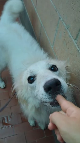 CUCCIOLONA GAMMA a MILANO | Foto 0