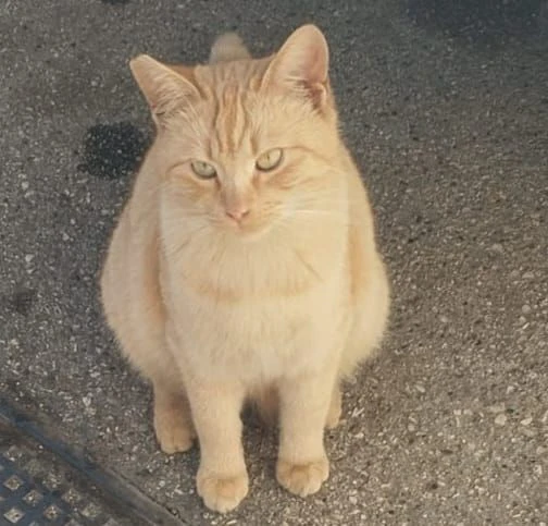 BRANDO giovane micio rosso da salvare dalla strada