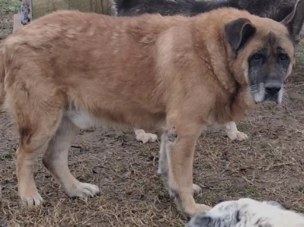 TYSON dopo una vita a catena per lui desideriamo una bella adozione | Foto 2