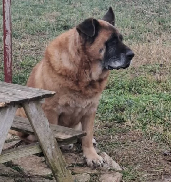 TYSON dopo una vita a catena per lui desideriamo una bella adozione | Foto 0