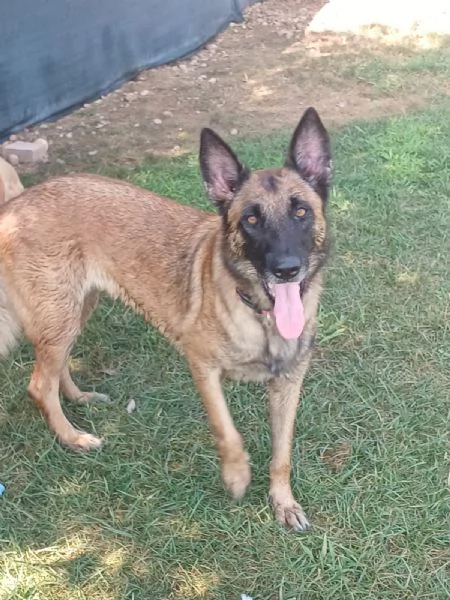 LAIKA Pastore Belga Malinois cerca casa si trova a Mantova | Foto 6