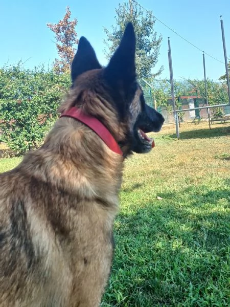 LAIKA Pastore Belga Malinois cerca casa si trova a Mantova | Foto 5