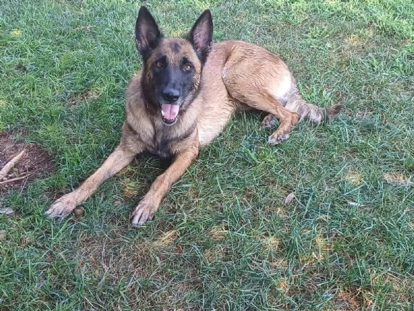 LAIKA Pastore Belga Malinois cerca casa si trova a Mantova | Foto 4