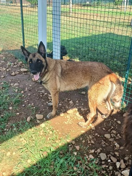 LAIKA Pastore Belga Malinois cerca casa si trova a Mantova | Foto 3