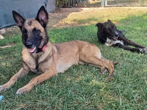 LAIKA Pastore Belga Malinois cerca casa si trova a Mantova | Foto 2