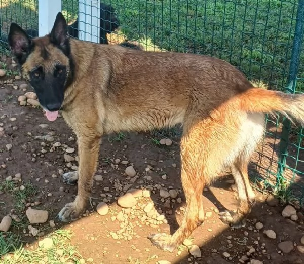 LAIKA Pastore Belga Malinois cerca casa si trova a Mantova