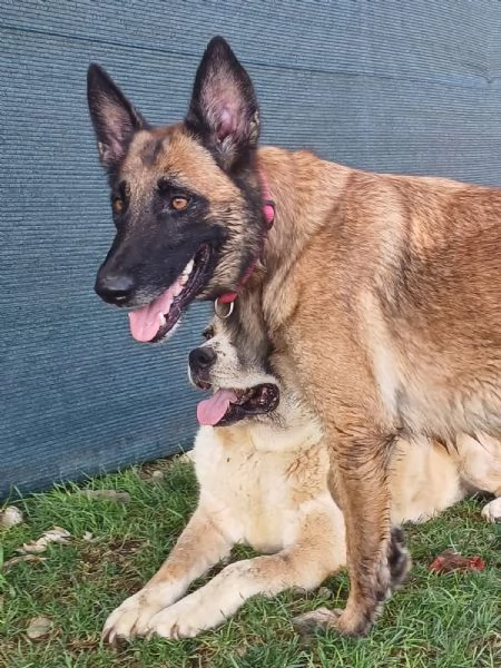 LAIKA Pastore Belga Malinois cerca casa si trova a Mantova | Foto 0