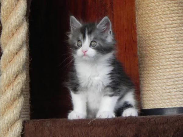 cuccioli figli di mainecoon | Foto 2