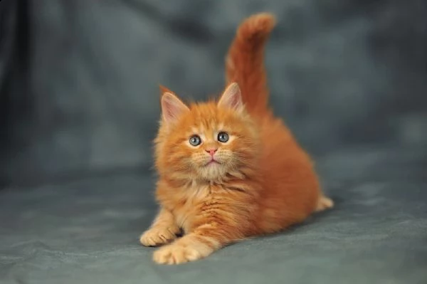 cuccioli figli di mainecoon | Foto 1