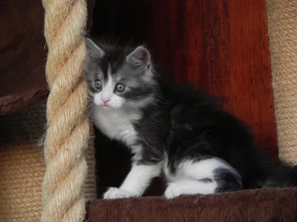 cuccioli figli di mainecoon | Foto 0