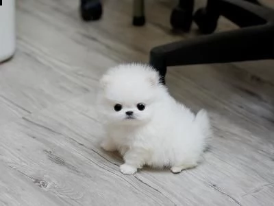 Regalo Volpino Pomerania Da Privato A Novara Regalo Bellissimi Cuccioli Di Volpino Pomerania