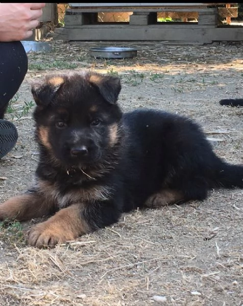 CUCCIOLI PASTORE TEEDESCO | Foto 1