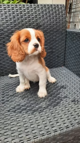 Vendita cuccioli di Cavalier king  | Foto 0