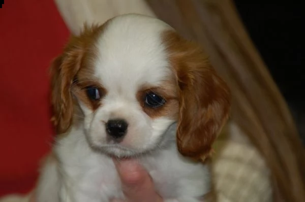 Vendita cucciolo Cavalier King da Privato a Catania cuccioli cavalier king  charles