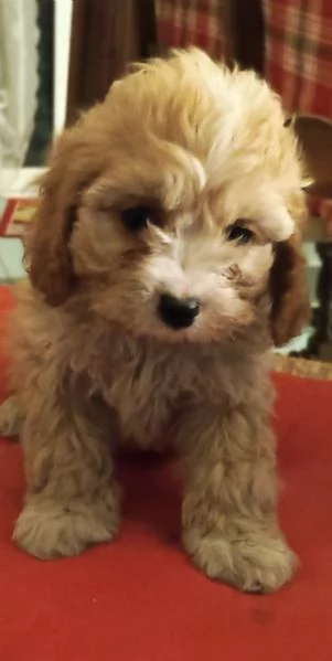 Cavapoo | Foto 0