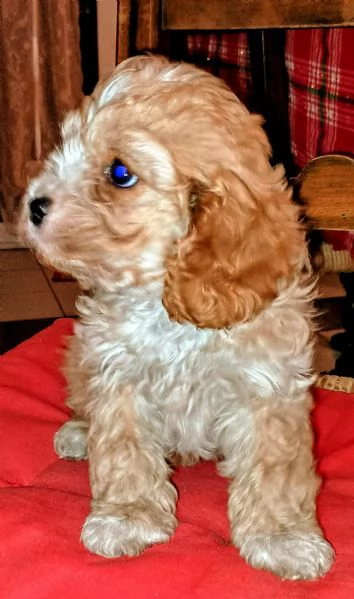 Cavapoo