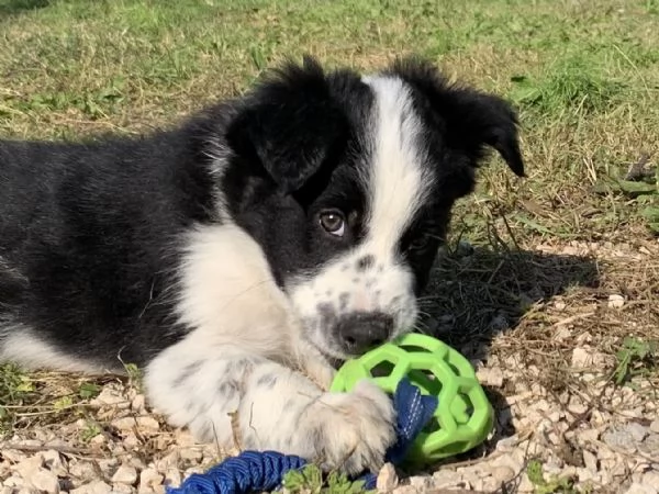 Cuccioli di Border Collie