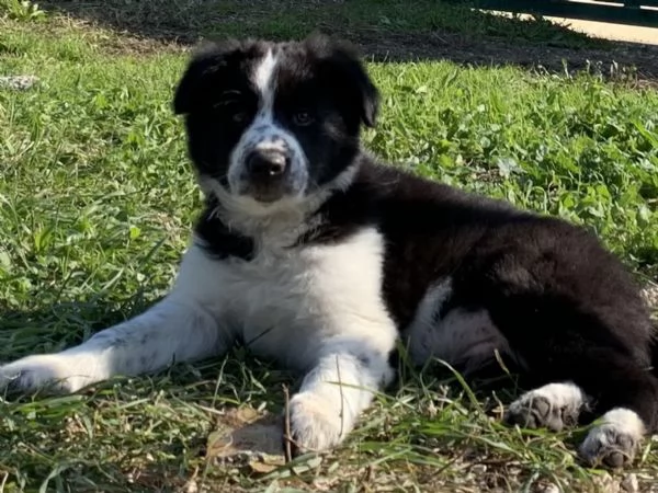 Cuccioli di Border Collie | Foto 0