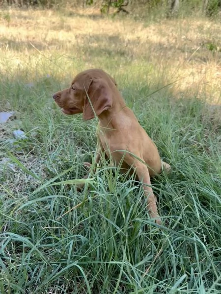 Bracco ungherese cuccioli | Foto 1