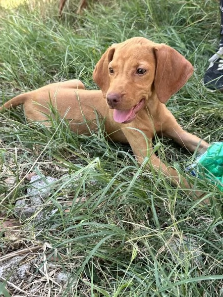 Bracco ungherese cuccioli