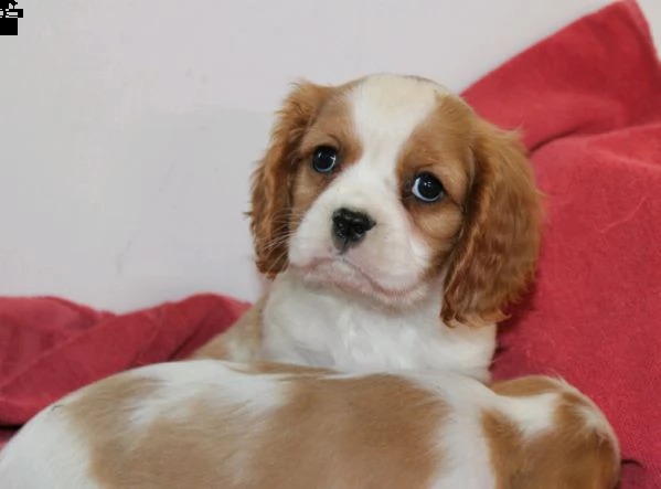 Regalo Cucciolo Cavalier King Da Privato A Cuccioli Di Cavalier King Charles Spaniel Razza Meravigliosa Dolcissima E Adatta A