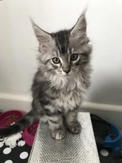 cuccioli maine coon di 60 giorn | Foto 0