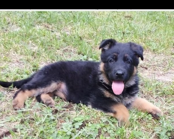 vendita cucciolo bellissimi cuccioli di pastore tedesco nero focato  | Foto 0