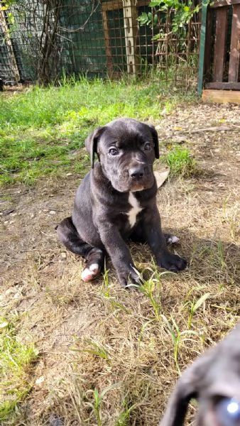 cuccioli di corso con pedigree | Foto 1