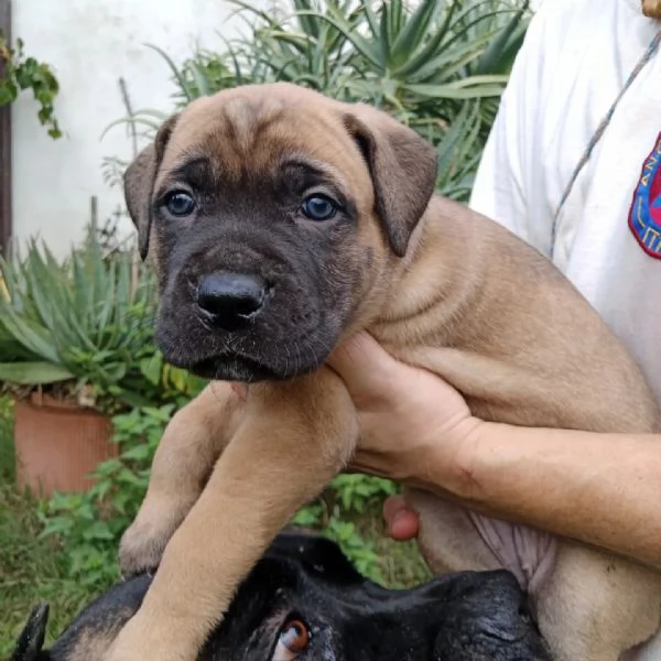 cuccioli di corso con pedigree | Foto 0