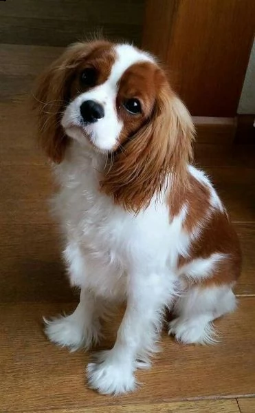 Regalo Cucciolo Cavalier King Da Privato A Ogliastra 003 Bellissimi Cuccioli Di Cavalier King Vgiovani Maschi E Fem