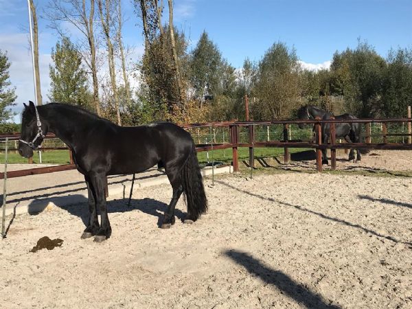 Vendita Frisone Da Privato A Mio Cavallo E Un Adorabile Cavallo Con Spirito Che E Alla Ricerca Di Una Nuova Casa Sarebbe Un Gra