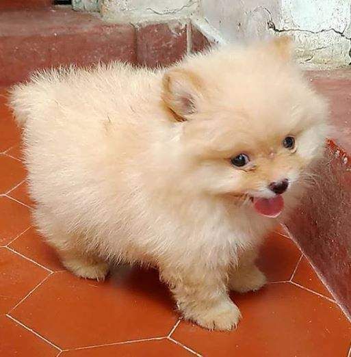 Regalo cucciolo Volpino pomerania da Volontario a regalo volpino