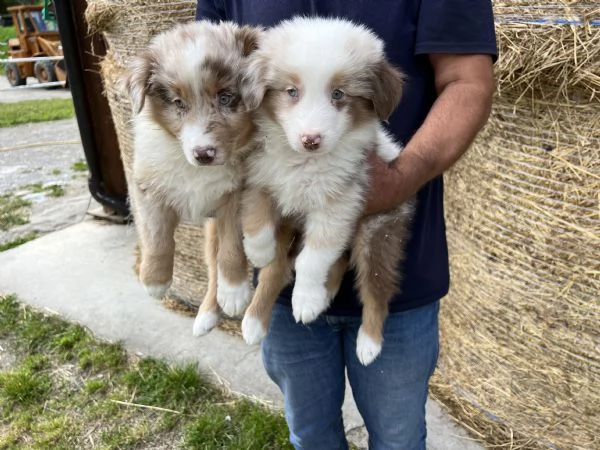 cuccioli di australian shepherd pastore australiano  | Foto 3