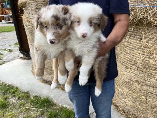cuccioli di australian shepherd pastore australiano  | Foto 2