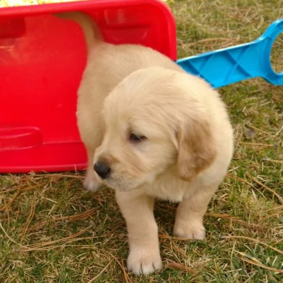 regalo cuccioli di golden retriver