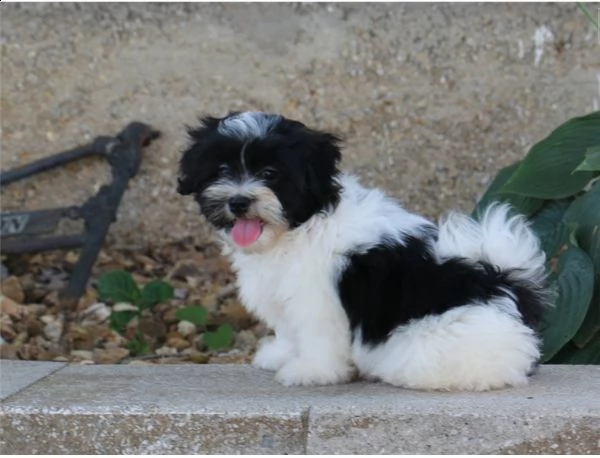 Regalo Cucciolo Shitzu Da Privato A Latina Cuccioli Adorabili Maschii E Femminili Di Shih Tzu