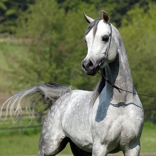 cavallo arabo  7 anni  alla ricerca di un nuovo fantino  ottimo carattere bellissimo movimento 