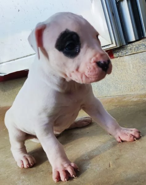 cuccioli di dogo argentino | Foto 0