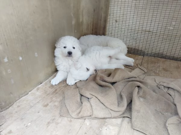 Cuccioli pastore abruzzese hidden mesi | Foto 0