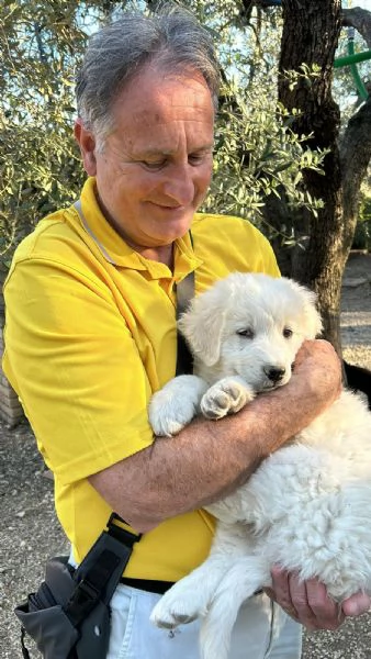 Cuccioli pastore abruzzese hidden mesi