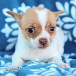 Da Privato A Cuccioli Adorabili Regalo Chihuahua 18 07