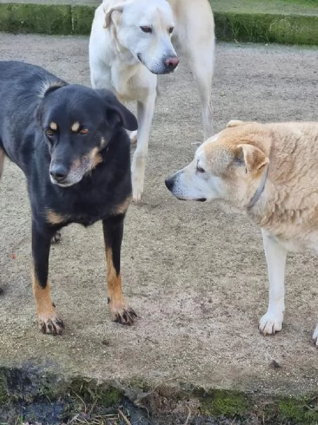 Giordie  un cane amorevole | Foto 5