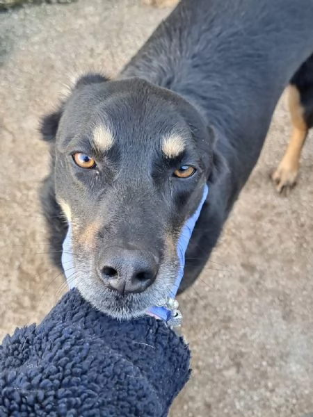 Giordie  un cane amorevole