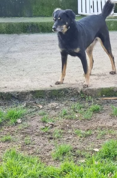 Giordie  un cane amorevole | Foto 1