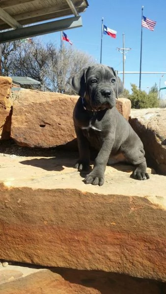 Regalo Cane Corso Da Privato A Belluno Vendita Cucciolo Bellissimi Cuccioli Di Cane Corso