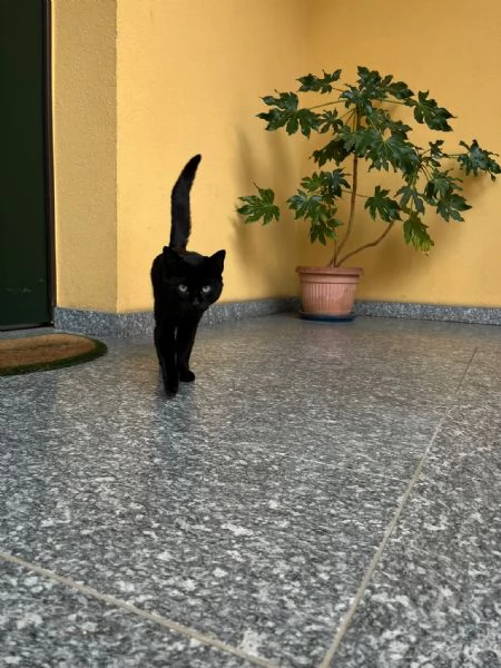 GATTO AMOREVOLE