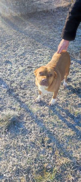 CAGNOLINA