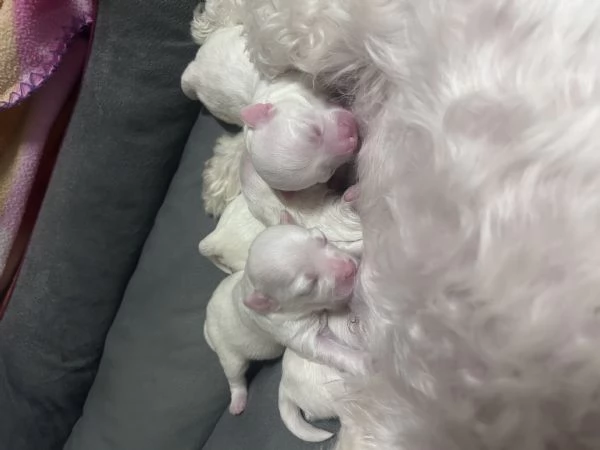 Cuccioli Maltese | Foto 4